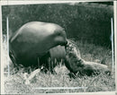 Sea lion - Vintage Photograph