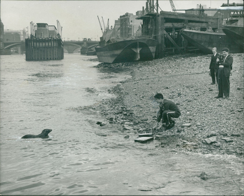 Sea lion - Vintage Photograph