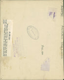 Sea lion - Vintage Photograph