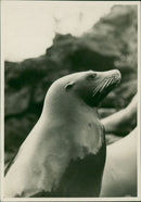 Sea lion - Vintage Photograph