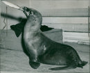 Sea lion - Vintage Photograph