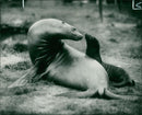 Sea lion - Vintage Photograph