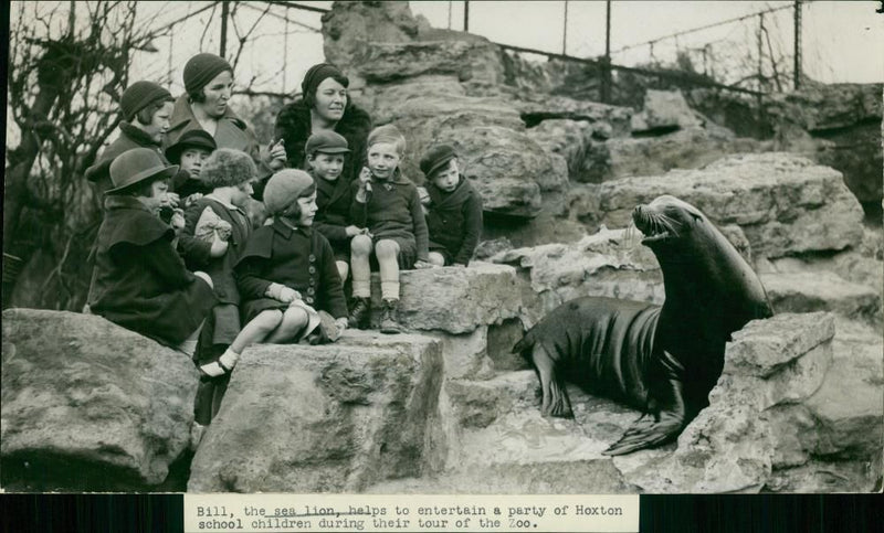 Sea lion - Vintage Photograph