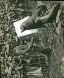 Sea lion - Vintage Photograph