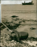 Sea lion - Vintage Photograph