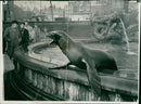 Sea lion - Vintage Photograph