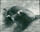 Sea lion - Vintage Photograph