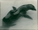 Sea lion - Vintage Photograph