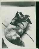 Sea lion - Vintage Photograph