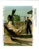 A man and a Sea lion - Vintage Photograph