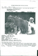 Hippopotamus - Vintage Photograph