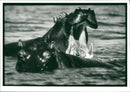 Hippopotamus - Vintage Photograph