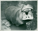 Hippopotamus - Vintage Photograph