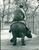 Hippopotamus - Vintage Photograph