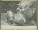 Hippopotamus - Vintage Photograph