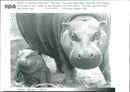 Hippopotamus - Vintage Photograph
