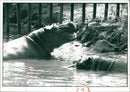 Hippopotamus - Vintage Photograph
