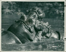 Hippopotamus - Vintage Photograph