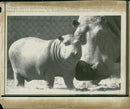 Hippopotamus - Vintage Photograph