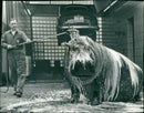 Hippopotamus - Vintage Photograph