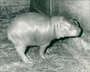 Hippopotamus - Vintage Photograph