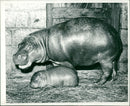 Hippopotamus - Vintage Photograph