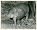 Hippopotamus - Vintage Photograph