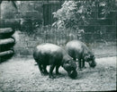 Hippopotamus - Vintage Photograph