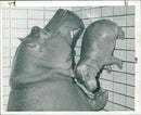 Hippopotamus - Vintage Photograph