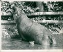 Hippopotamus - Vintage Photograph