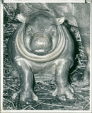 Hippopotamus - Vintage Photograph