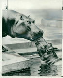 Hippopotamus - Vintage Photograph