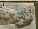Hippopotamus - Vintage Photograph