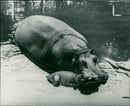 Hippopotamus - Vintage Photograph