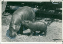 Hippopotamus - Vintage Photograph