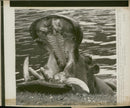 Hippopotamus - Vintage Photograph