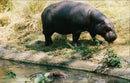 Hippopotamus - Vintage Photograph