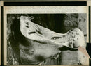 Hippopotamus - Vintage Photograph