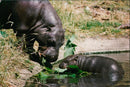 Hippopotamus - Vintage Photograph
