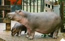 Hippopotamus - Vintage Photograph