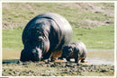 Hippopotamus - Vintage Photograph