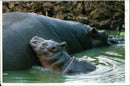 Hippopotamus - Vintage Photograph