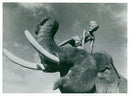"Elephant Boy" - Vintage Photograph