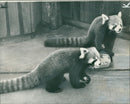 Animal: Himalayan Red Panda - Vintage Photograph