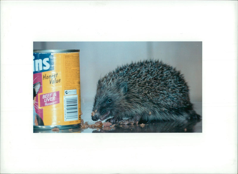 Hedgehog Animal - Vintage Photograph