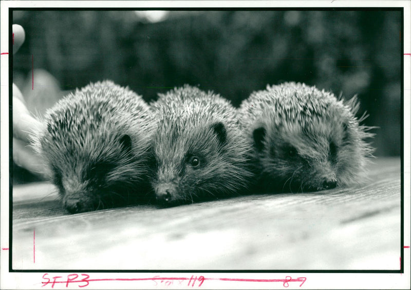 Hedgehog Animal - Vintage Photograph