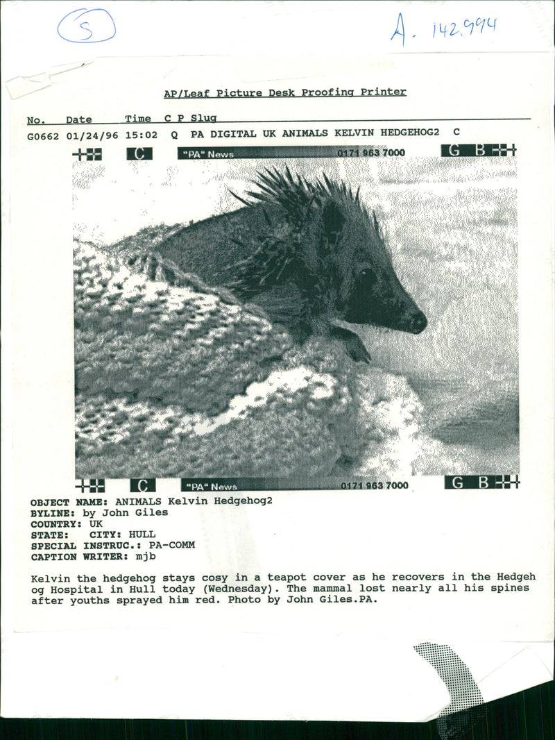 Hedgehog Animal - Vintage Photograph