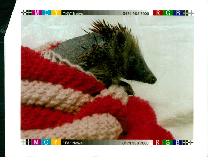 Hedgehog Animal - Vintage Photograph