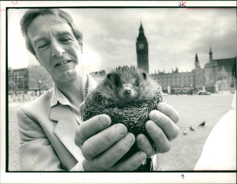 Hedgehog Animal - Vintage Photograph