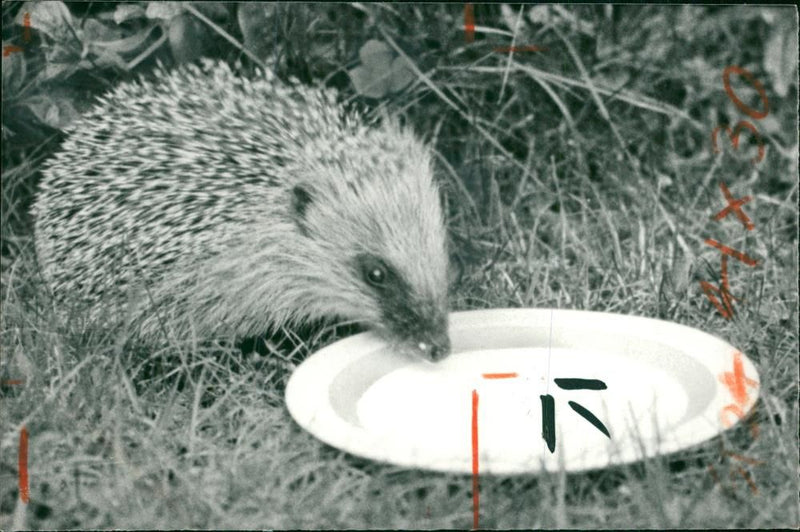 Hedgehog Animal - Vintage Photograph